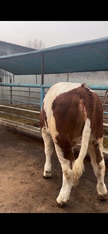 Digər kənd təsərrüfatı heyvanları: Simental cinsi inək - Rəng: qırmızı-ağ ala - Südçülük istiqaməti, iri — 5