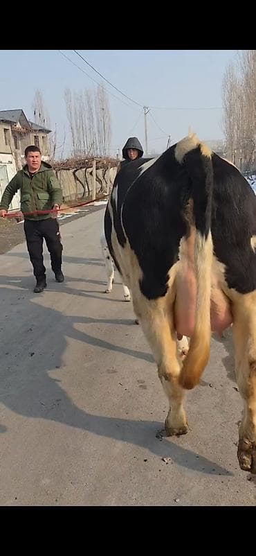 Бараны, овцы: Südlük inək buzovla birlikdə - Cins: Holşteyn tipli, ağ-qara rəngli - — 6