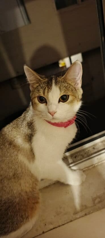 Dişi, Yaxşı əllərə