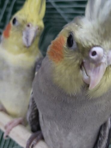 baliq tutmaq ucun yem: Nimfa (Cockatiel) tutuquşu - Növ: Nimfa (Nymphicus hollandicus) - — 2