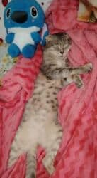 вислоухий шотландец котенок: Шотландская, Самка, В добрые руки, Платная доставка — 3