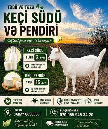 Keçi südü pendiri satılır Təbii və təzə keçi südü və pendiri
