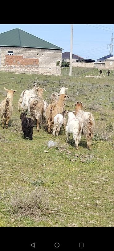 Dişi, il: 2, Damazlıq, Ünvandan götürmə