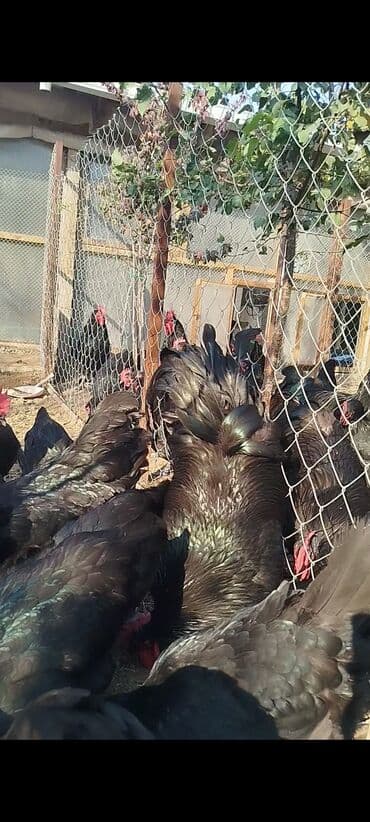 cuce dami: Alman cinsi australorp cücə və yumurta sifarişi qəbul olunur. bütün — 18