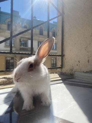 Dovşanlar: Ev dovşanı - Növ: dekorativ ev dovşanı - Rəng: ağ xəz üzərində — 2