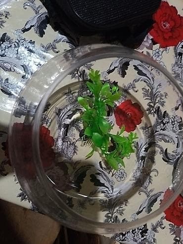 Heyvanlar: Şüşə akvarium qabı (balaca “fishbowl” tipli) - Material: şəffaf qalın — 1