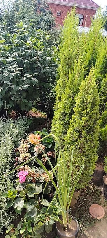 lan: Bağ və ev üçün dekorativ saksı bitkiləri - Sedum (sukulent): İncə — 7