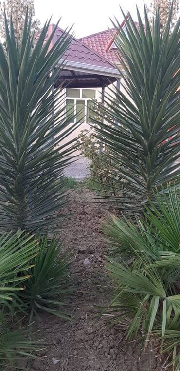 8 mkr ucuz kiraye evler: 100 kv. m, 3 otaqlı — 7