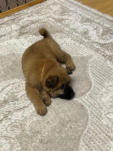 itlə: Çau-Çau, 5 ay, Dişi — 7