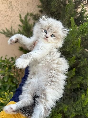 pişik lalafo: Fars — 4