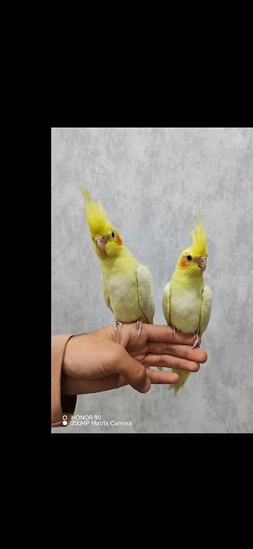 pavlin goyercin satisi: Karella sultan papuqayi satiram əl quşudu, rucnoydu, hazır cütdu — 3