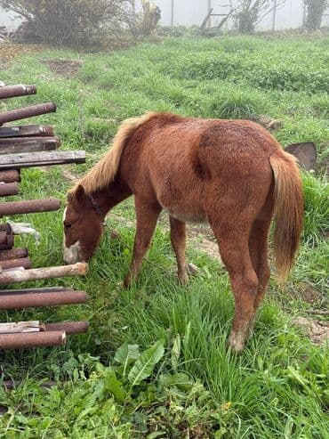 göyərçin satışı: Erkək, il: <1 — 4
