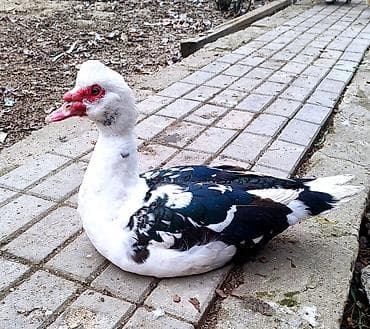 Erkək, | Lal ördək, Damazlıq, Ödənişli çatdırılma