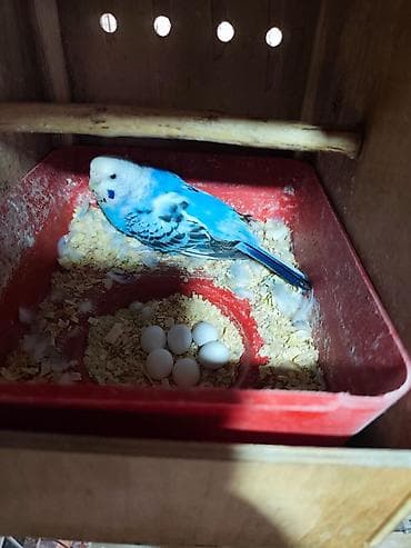 ayliq 10 azn internet: Bütün tutuquşular satılır qəfəslə birlikdə Ünvan:Zaqatala,Lahıc — 10