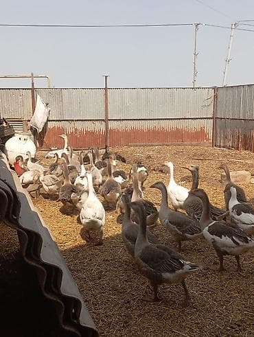 heyvan alqi satqisi: Qaz sürüsü – yerli fermer təsərrüfatı - Növ: ev qazları (ağ və boz — 3