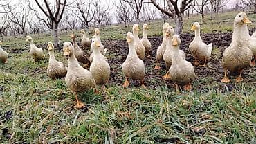 gence quşlar: Satılır: ördək sürüsü Temiz cekileri 1.800 2 kq - Cinslər: Pekin — 3