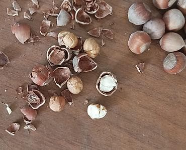 Ləpələr: Məhsul: Təbii fındıq (qabıqlı) Təsvir: - Yerli bağdan yığılmış — 2