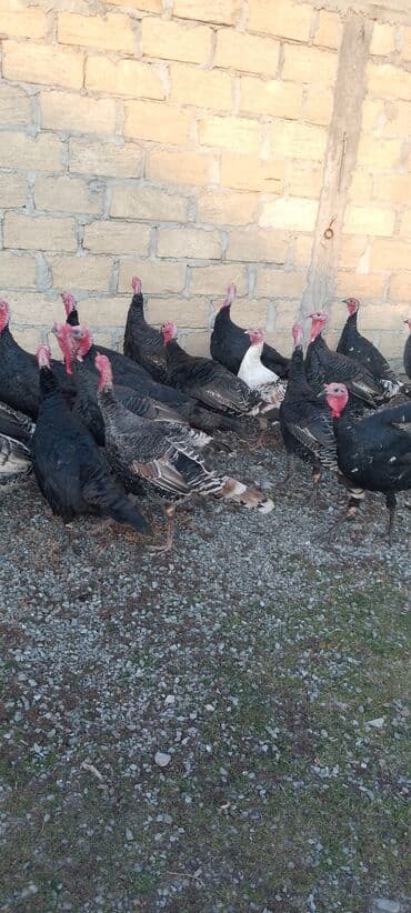 Gəmiricilər: Məhsul: Hinduşka sürüsü Təsvir: 8 ayliq tam sağlam kəsimə yararlı — 1