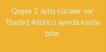 it pisik sekilleri: Toyuq cücələri, Ətlik — 1