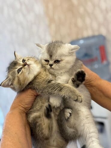 şotlan pişik: Şotland yastı qulaq, Erkək, Dişi, Yaxşı əllərə, Ünvandan götürmə, Pulsuz çatdırılma, Ödənişli çatdırılma — 232