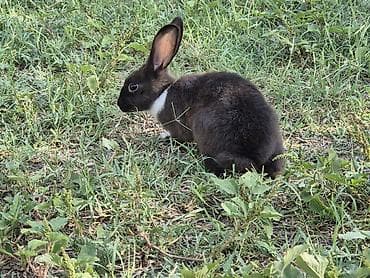 rizen dovşan: 🐇 12 ədəd sağlam balaca dovşan satılır! ✔️ Sağlam və aktivdir ✔️ Ev — 2