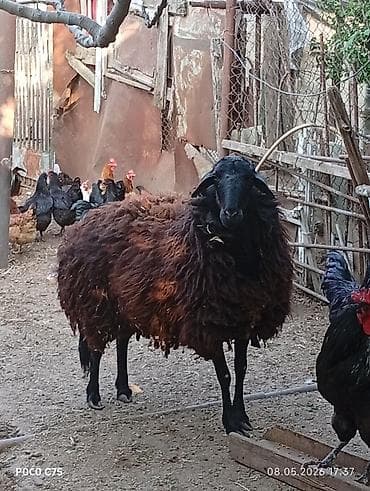 Qarabaş yerli cins qoyunlar - Rəng: qara başlı, tünd qəhvəyi-yunlu -
