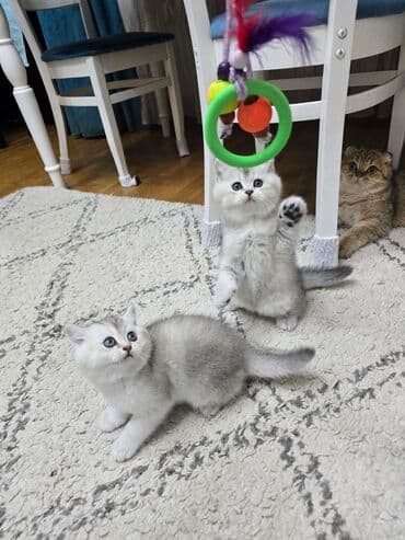 Şotland, Ünvandan götürmə