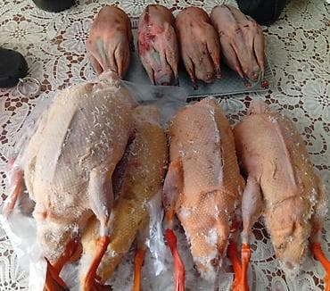 дистиллированная вода баку: Qaşqaldağ Bilənlər bilir necə dadlı olur Cəkisi gəlir 500 qram 600 — 3