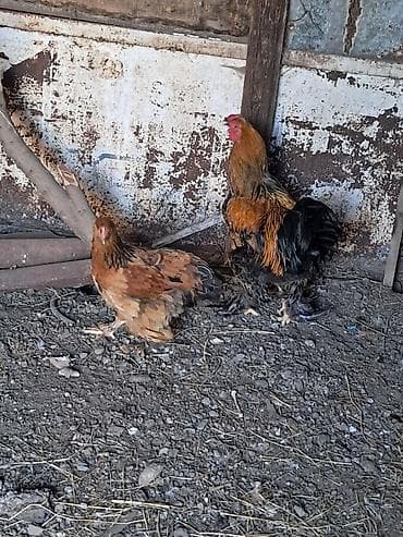 bala tutuquşu: Toyuq, Brama, Damazlıq — 2