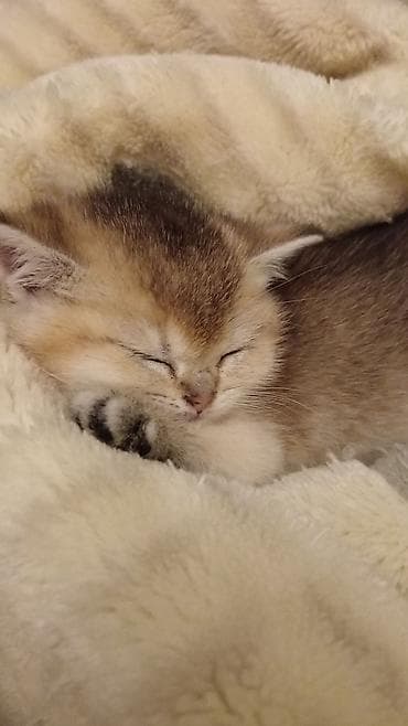 cins pişik: Britan, Erkək, Ünvandan götürmə — 5