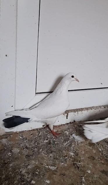 göyərcinlər: 2 side tutulmadi ag 12 tukdu 5 azn piyorka 14 tuk 10 azn unvan — 8