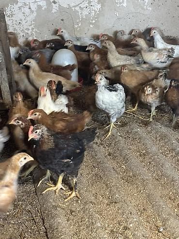 cücə satisi: Toyuq cücələri, Ətlik — 4