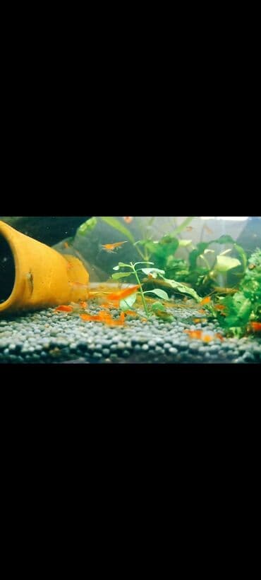 Sülhsevər, Ünvandan götürmə