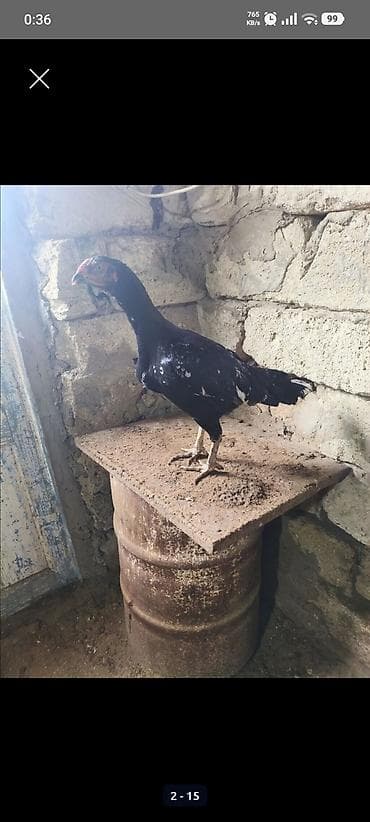 hinduska eti satilir: Toyuq, Damazlıq, Ünvandan götürmə — 5