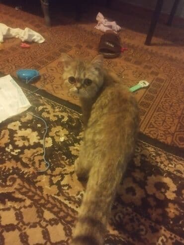 pişik ucuz: Yaxşı əllərə — 3