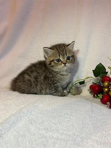 en gozel itler: Britan, Erkək, Dişi, Yaxşı əllərə, Ünvandan götürmə, Pulsuz çatdırılma, Ödənişli çatdırılma — 1