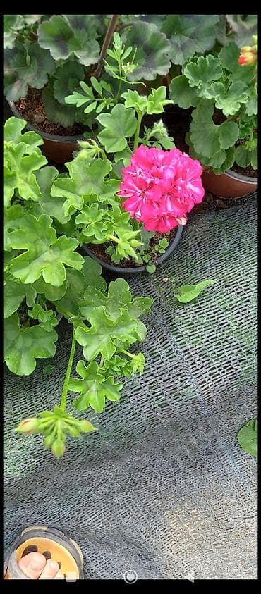 qirmizi kala gulu: Məhsul: Sardunya (Pelargonium) saksı gülləri Təsvir: - İsti, canlı — 6