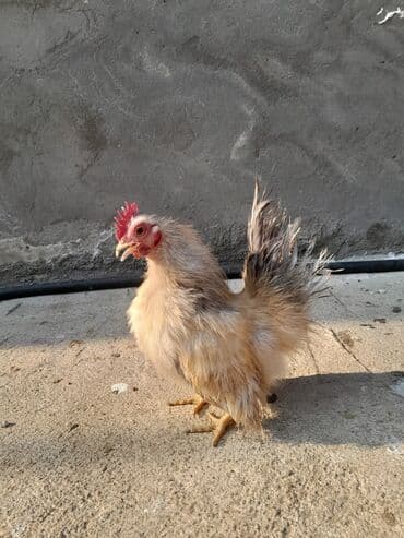 Serama satılır tək oldugu ücün bu qiymətə qoyulub