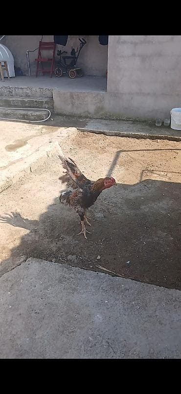sumatra xoruz: Super doyusderi var 1 yas yarim pleymut sortudur hele indiye kimi hec — 3