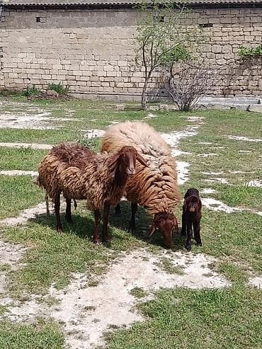 ana bala keci: Qurbanlıq qoç ana bala qoyun maştağada — 3