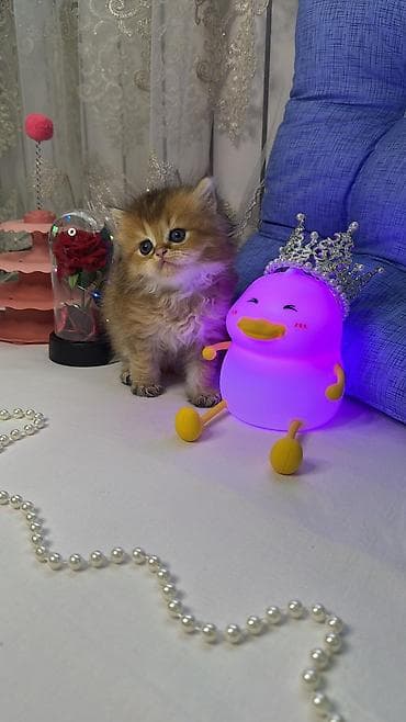 heyvan bazari: Britaniya uzun tüklü (British Longhair) balaca pişiklər - Cinsi: uzun — 2