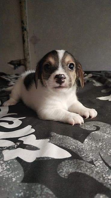 heyvan bazari: Çixuahua, 1 ay — 10