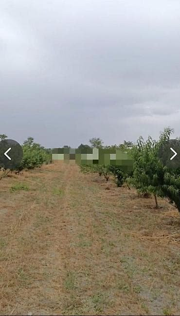 kurdexani torpaq: 127 sot, Kənd təsərrüfatı, Mülkiyyətçi, Kupça (Çıxarış), Texniki pasport — 1