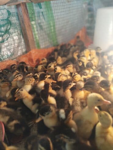 kuban ordekleri: Dişi, Damazlıq, Ünvandan götürmə, Pulsuz çatdırılma, Ödənişli çatdırılma — 4