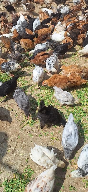 cuce yuvasi: Toyuq cücələri, Damazlıq — 6