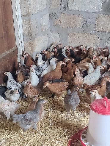 arpa bugda satisi: Toyuq cücələri, Damazlıq, Ünvandan götürmə, Ödənişli çatdırılma, Rayonlara çatdırılma — 3