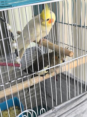 tutu guşu: Hazır cüt yumurtlayir sarı erkek boz dişi ikdene balasida var 2 ayliq — 1