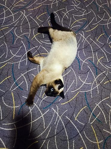 hunduşka balası: Siam, Erkək — 3