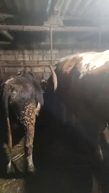 dana qiyməti xaçmaz: Erkək, Simental, il: 3, 550 kq, Damazlıq, Ətlik, Ödənişli çatdırılma — 2