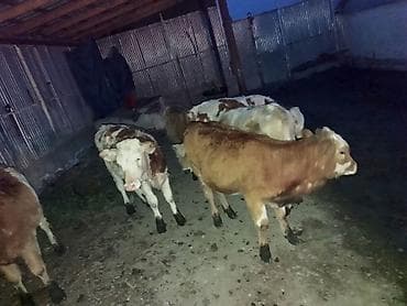soya yemi: Satışda: Simmental növü dana və düyələr - Cins: Simmental — 3